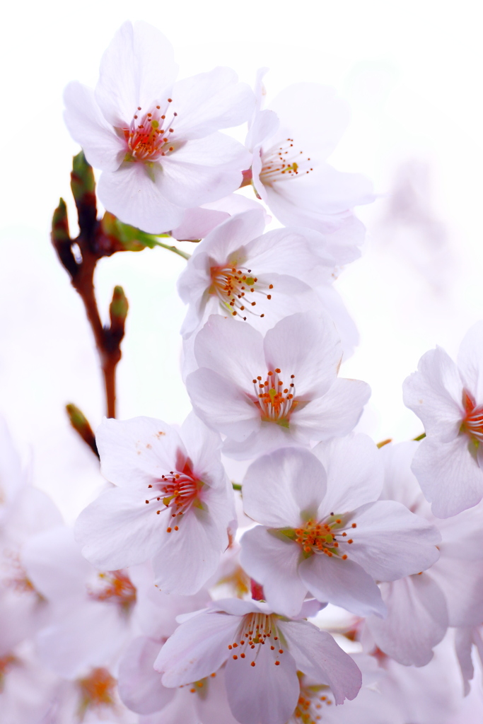 桜三昧　　咲く