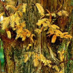 巨木の割にＬｏｖｅｌｙな葉