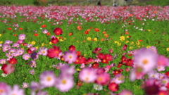 花流れ　　消失