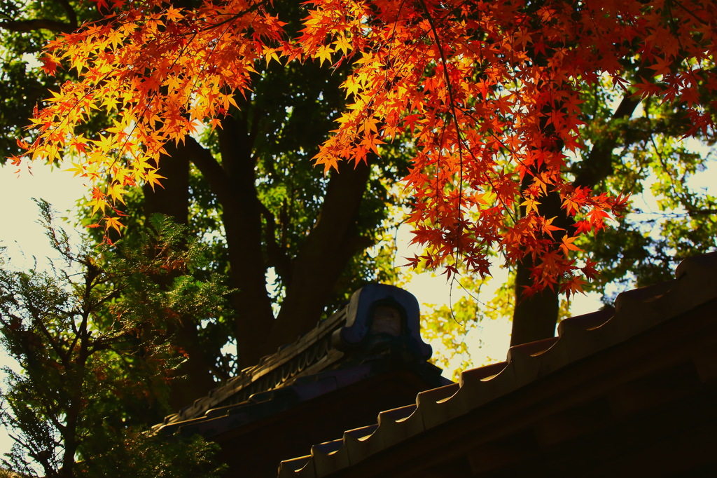 紅葉便り　赤羽　東京～六　山門に彩りを添える　