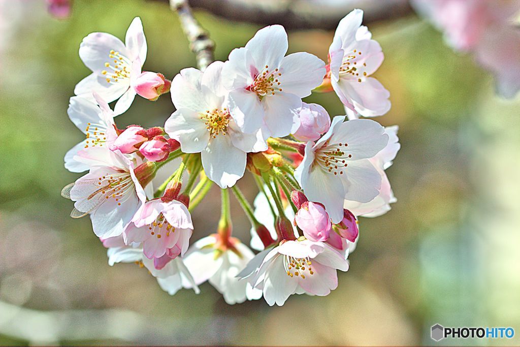花手毬