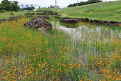 蛇の目の乱れ咲き