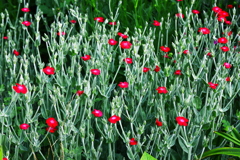 鏤（ちりば）められた　赤　の印象