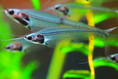 透　明　魚