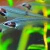 透　明　魚