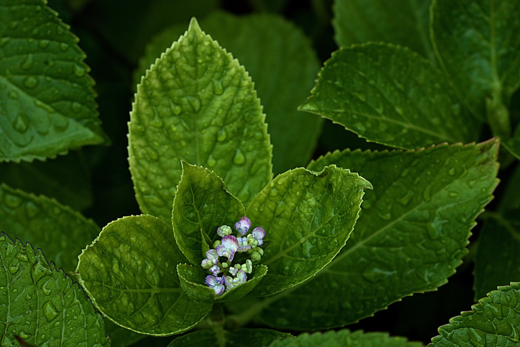 「目には　青葉　・・・」