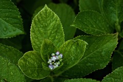 「目には　青葉　・・・」