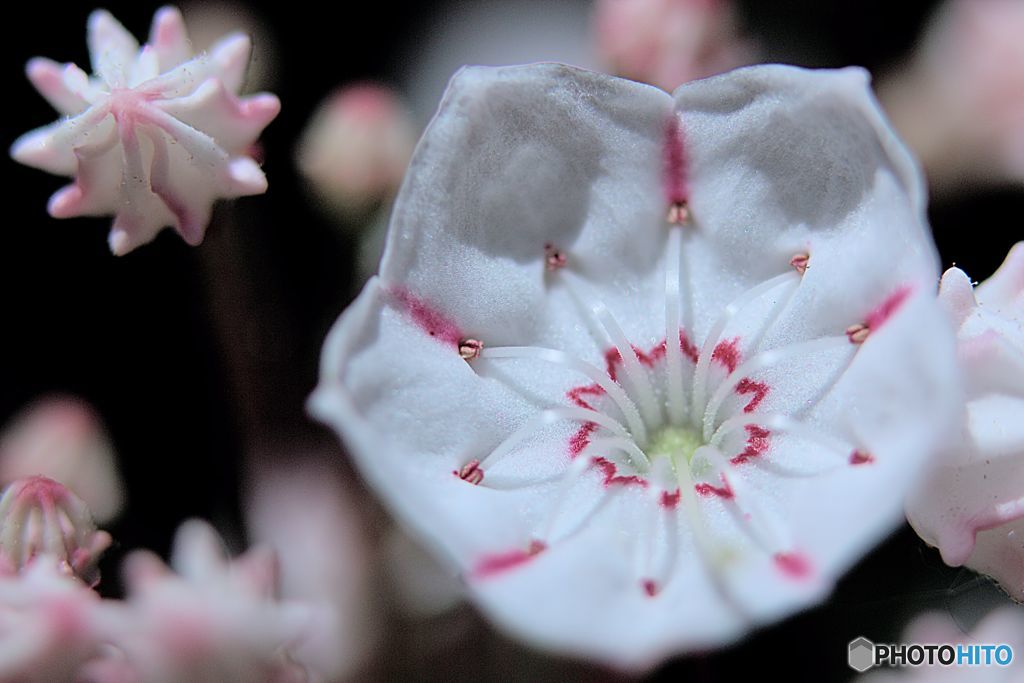 金平糖　花開く