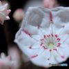 金平糖　花開く