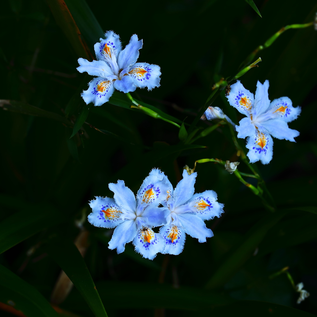 種子ができない