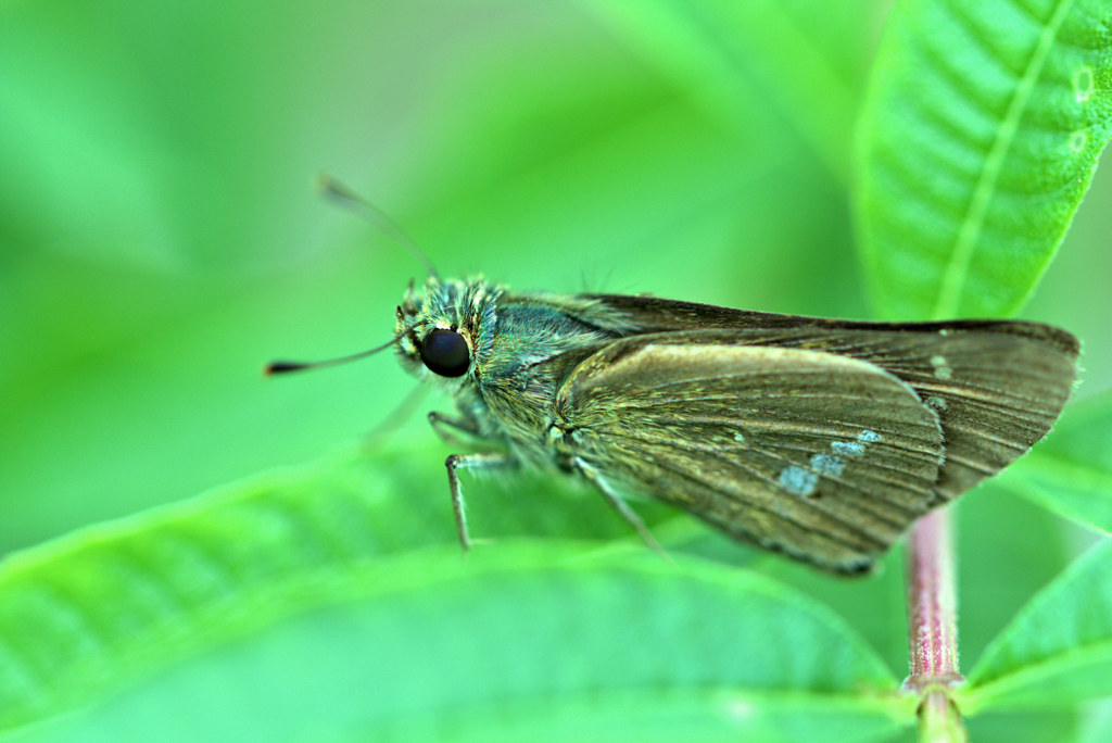 飛んで火にいる夏の虫