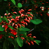 蕾