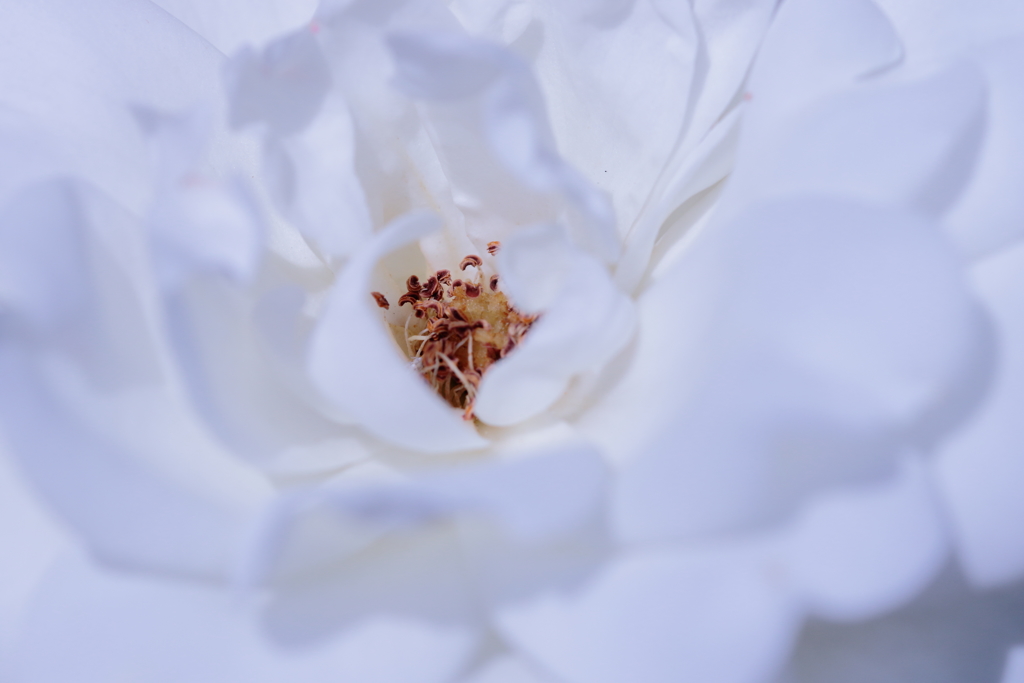 花芯を垣間見る