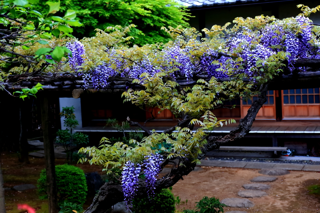 藤の花咲くお庭