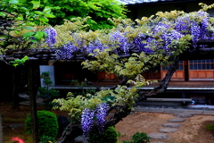 藤の花咲くお庭