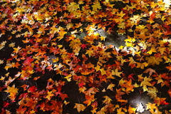 蛙手がいっぱい