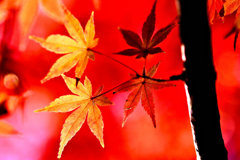 紅葉終章　妖気漂う