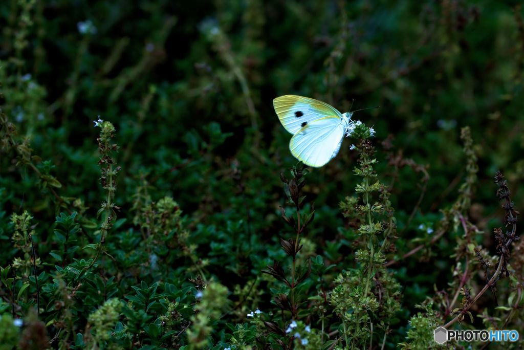 終わりかけの緑濃い花壇に