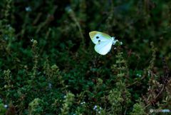 終わりかけの緑濃い花壇に
