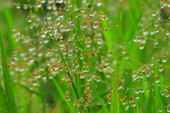 水玉の華