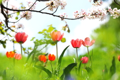 春爛漫