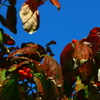 紅葉便り　Ｆrom 赤羽　東京