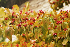 花水木は秋の特急便