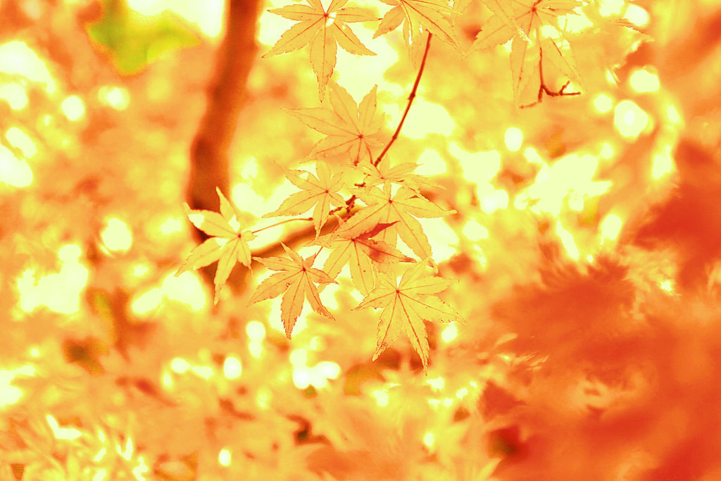 紅葉（黄葉）三昧