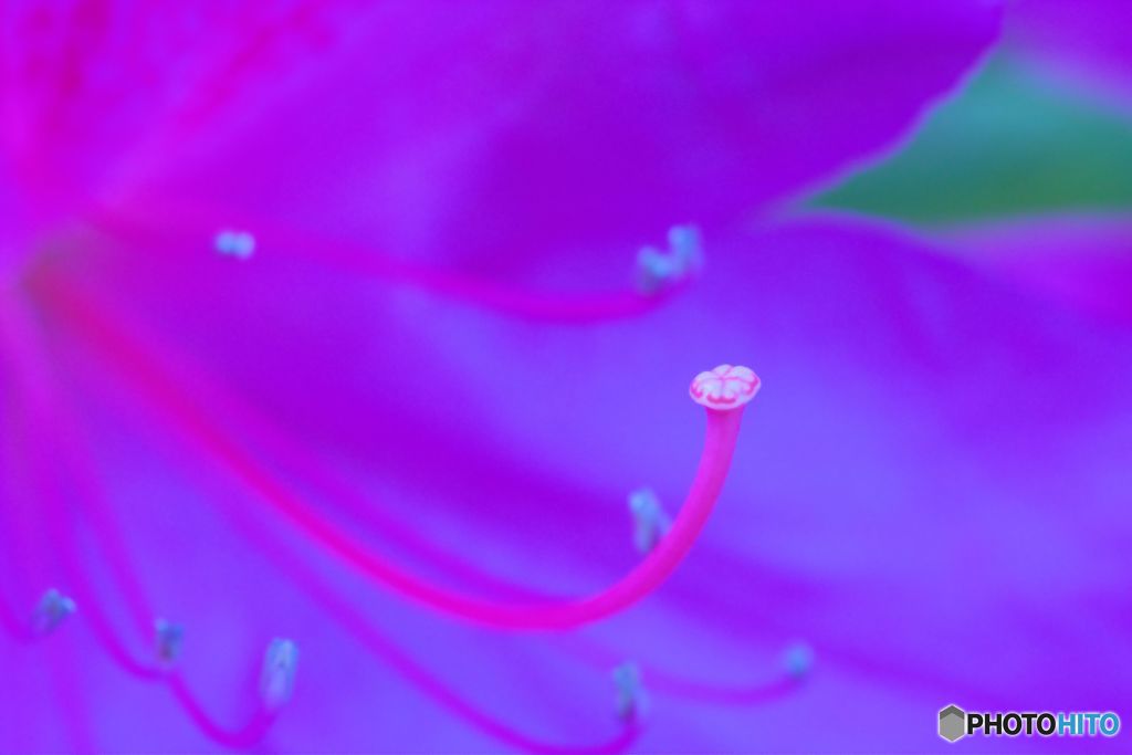 雌蕊の想い