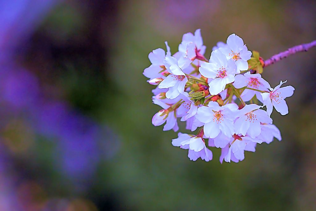 花手毬