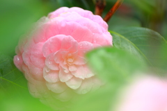 恥じらい
