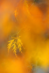 紅葉三昧　野村モミジ