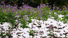 諸葛孔明も吃驚　春の雪　【再投稿】
