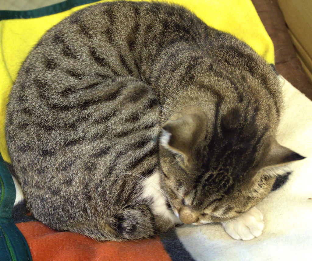 『　の　』　の考察