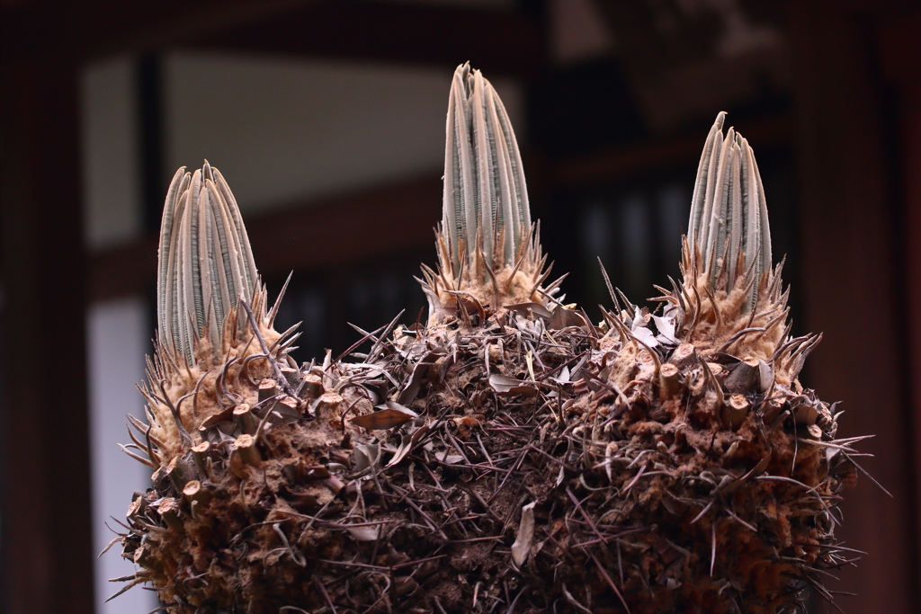 蘇鉄（ソテツ）　新葉　古生代の生き残り