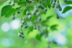 酷い暑さも俄かに忘れるが・・・
