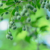 酷い暑さも俄かに忘れるが・・・