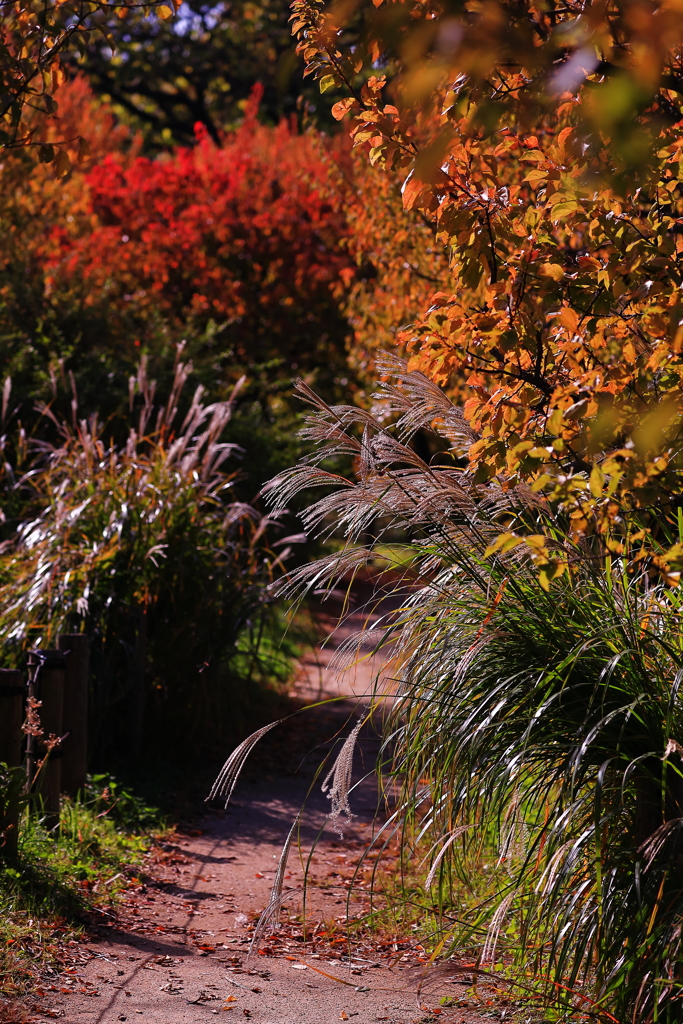 異常な夏だった・・・　でも　秋たけなわの小径
