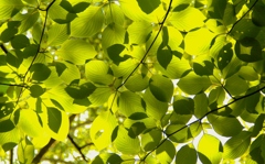 木霊のかくれんぼ