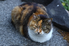 資格要件に満たず