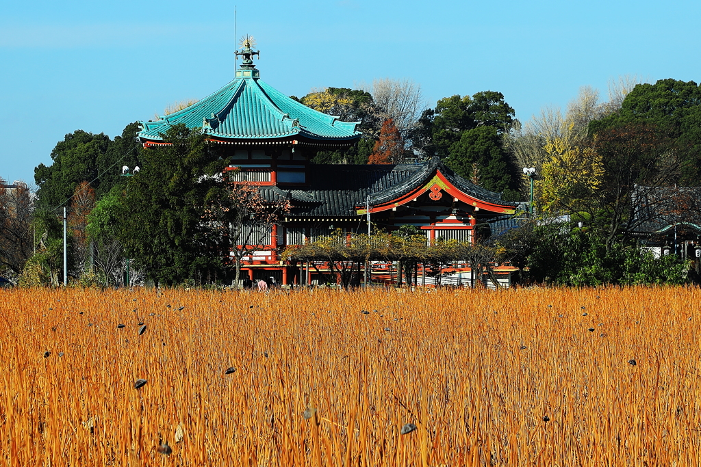 荒涼とした枯蓮に浮かぶ弁財天