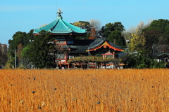 荒涼とした枯蓮に浮かぶ弁財天
