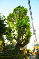 庭の巨木