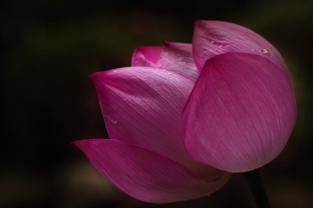 その輝きは永遠（とわ）に