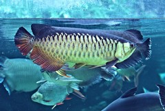 古代魚