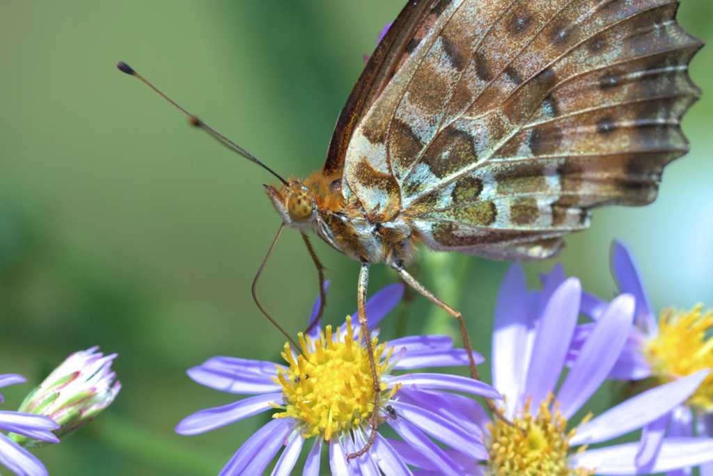 植物園の蝶達　ツマグロヒョウモン（褄黒豹紋）