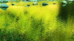 新緑で飽和する川面にライズ