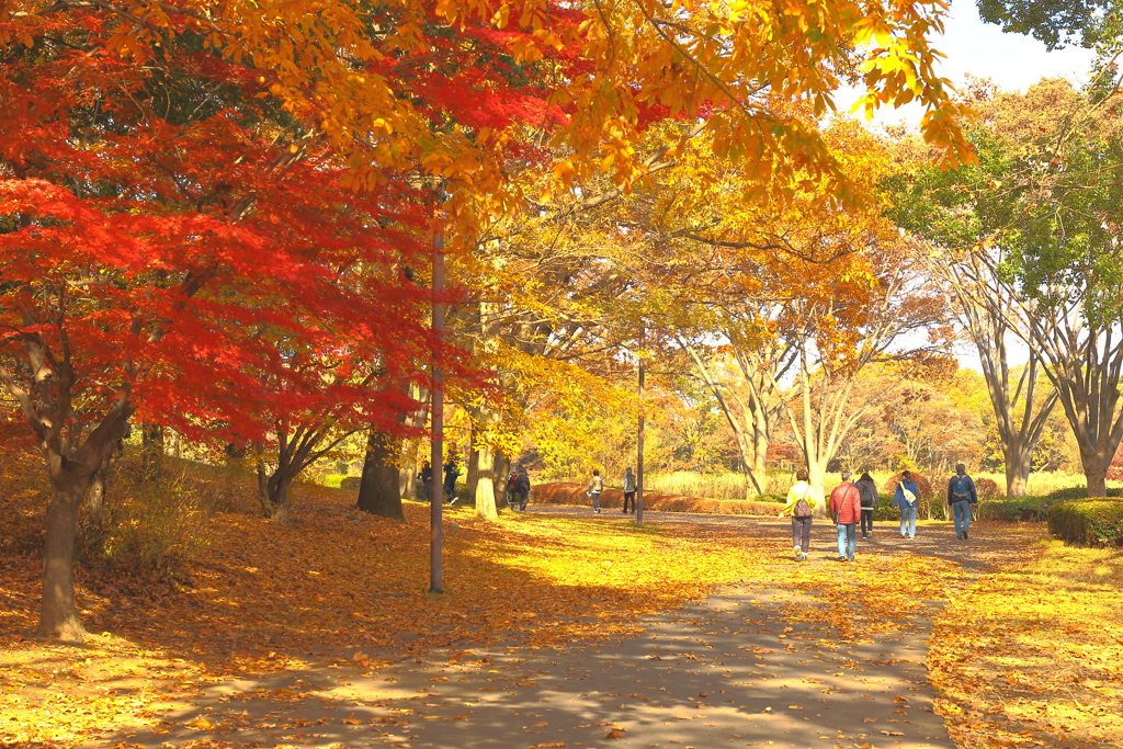 夢見ごこち　染まる