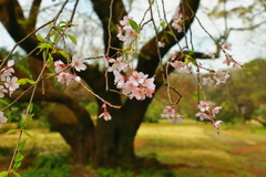桜三昧　驚異の給配システム