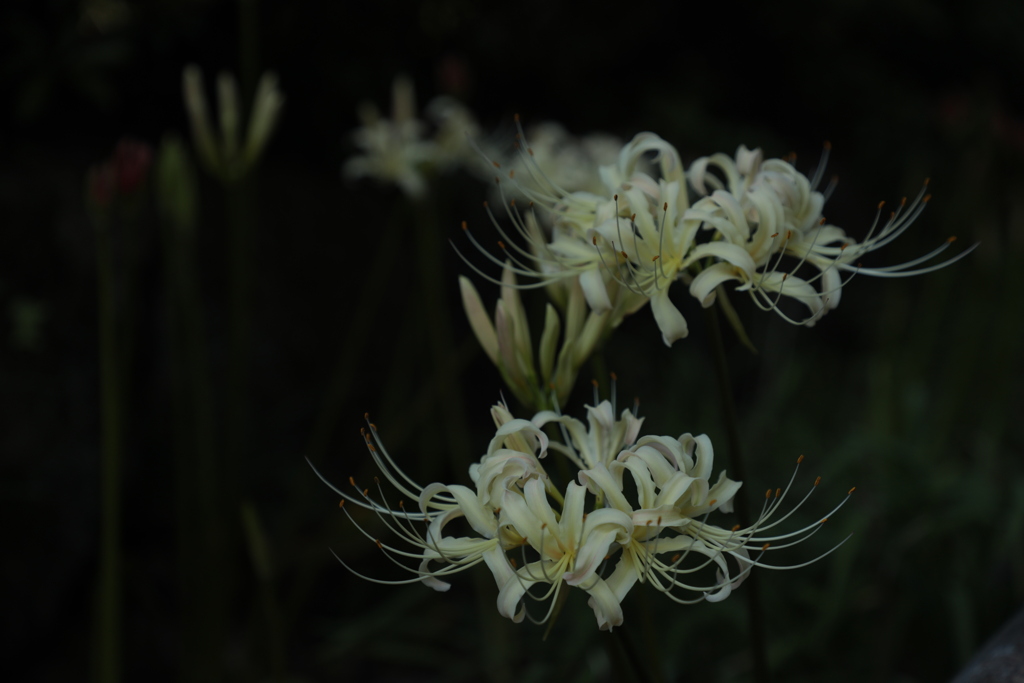 白花曼殊沙華